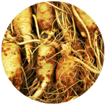 Natuurlijke ingrediënten Erectiepil: Radix Ginseng
